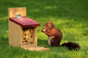 organizing the squirrels