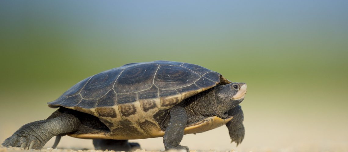 turtle