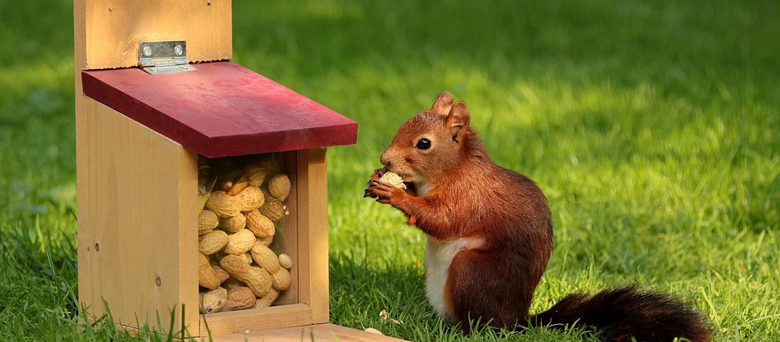 organizing the squirrels